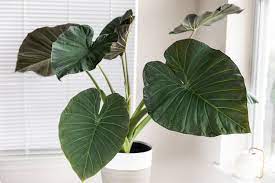 Alocasia Regal Shield