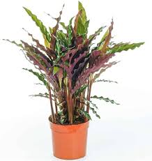 Calathea Rufibarba