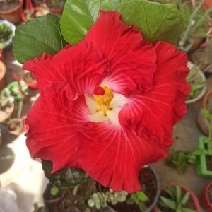 Hibiscus