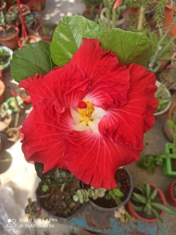 Hibiscus